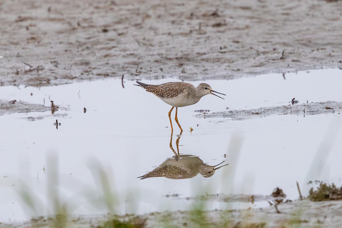小黃腳鷸 - ML642590068