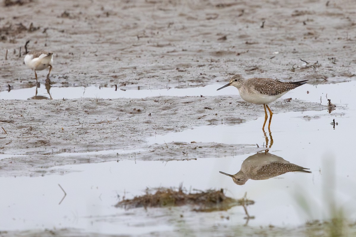 小黃腳鷸 - ML642590069