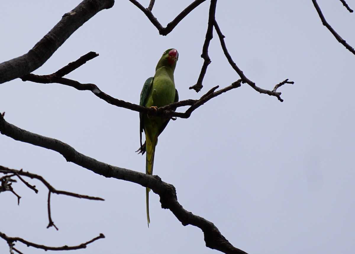 Alexandrine Parakeet - ML642590087