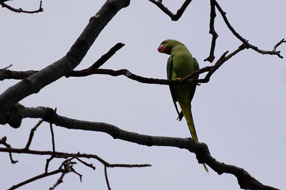Alexandrine Parakeet - ML642590103