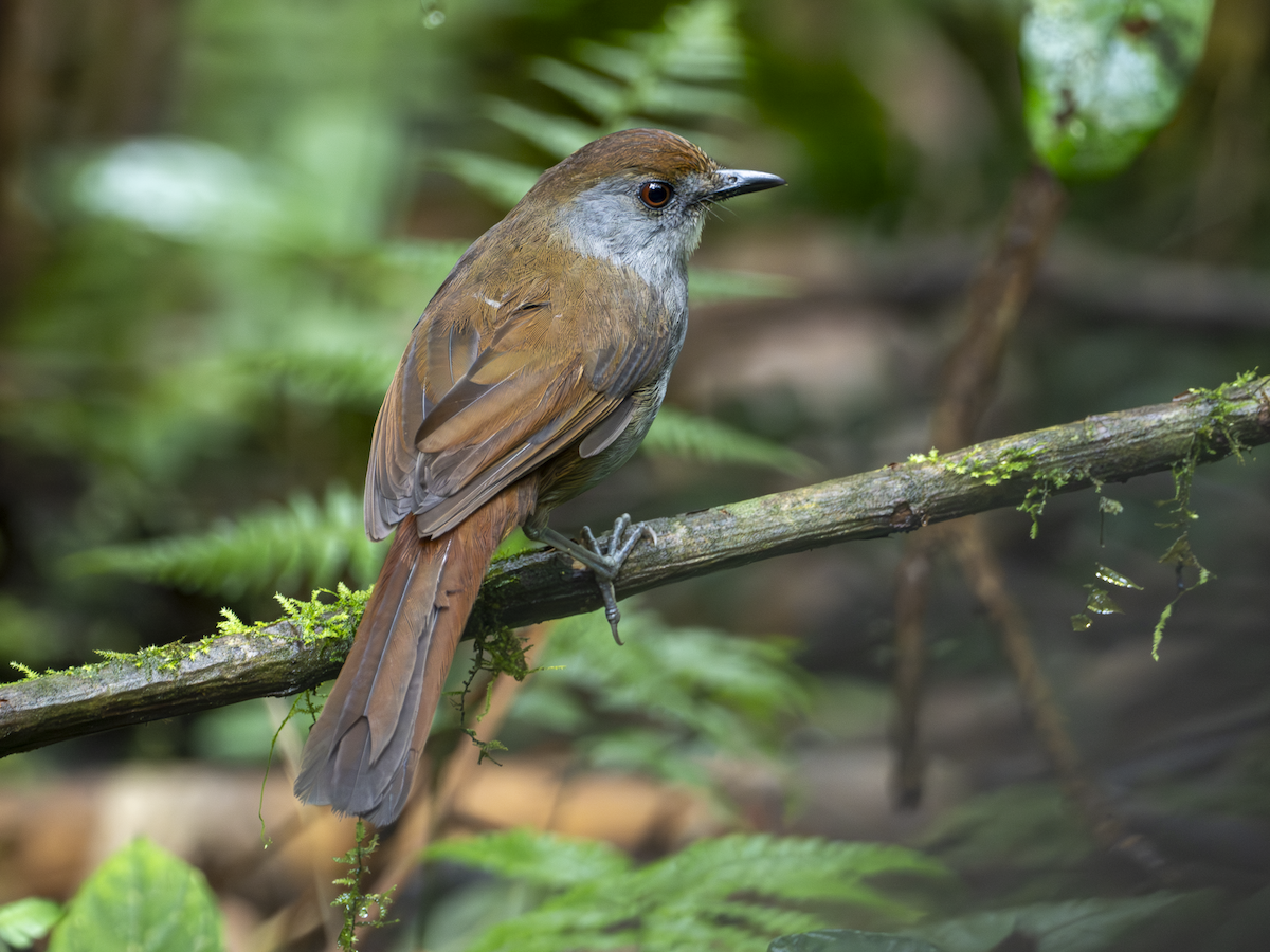 Tordina de Mindanao - ML642590125