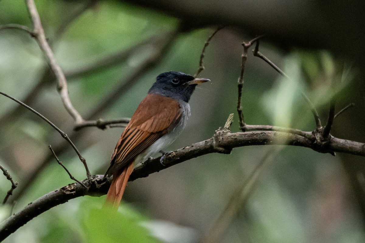 Amur Paradise-Flycatcher - ML642590129