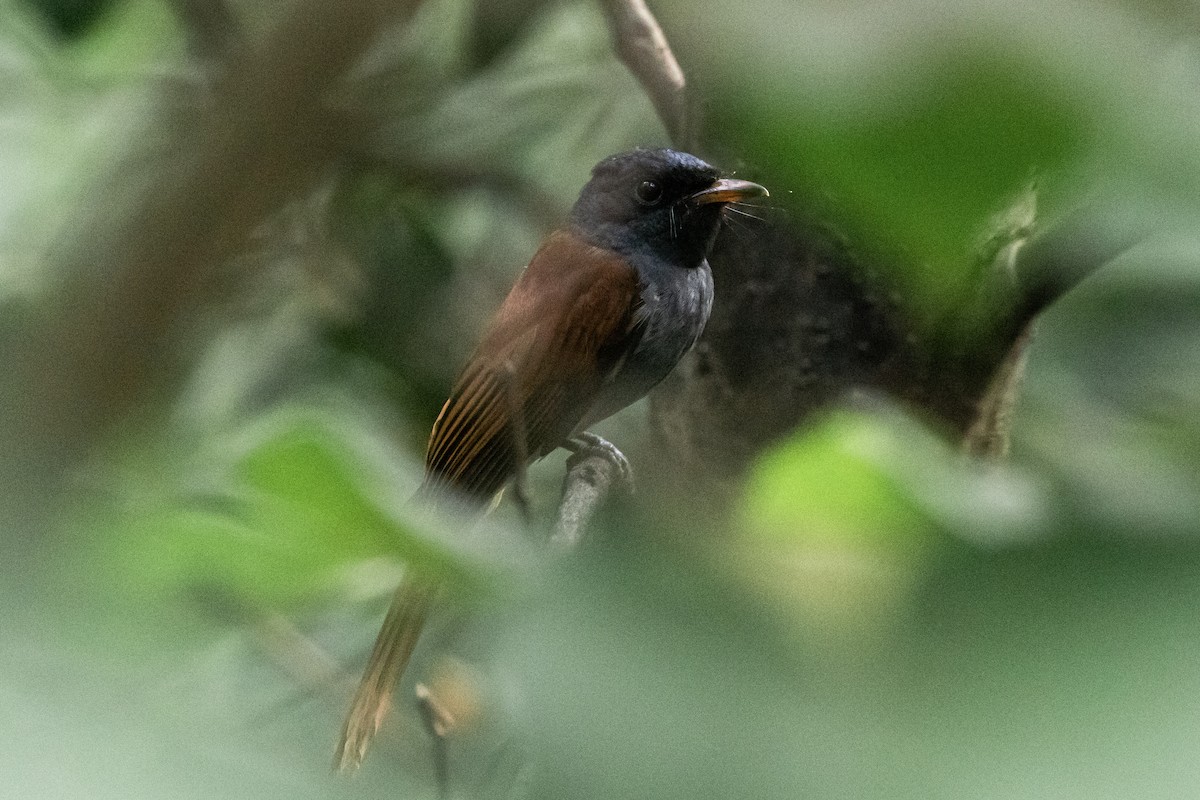 Amur Paradise-Flycatcher - ML642590130