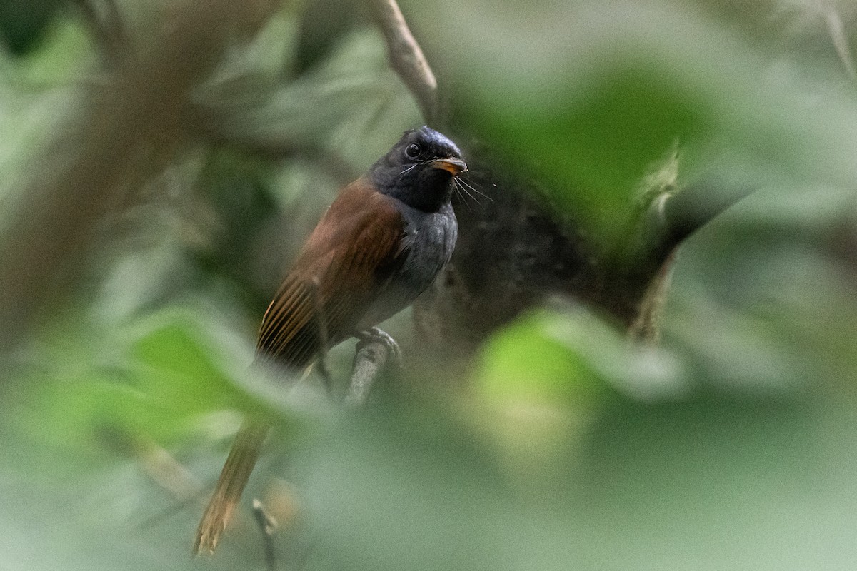 Amur Paradise-Flycatcher - ML642590131