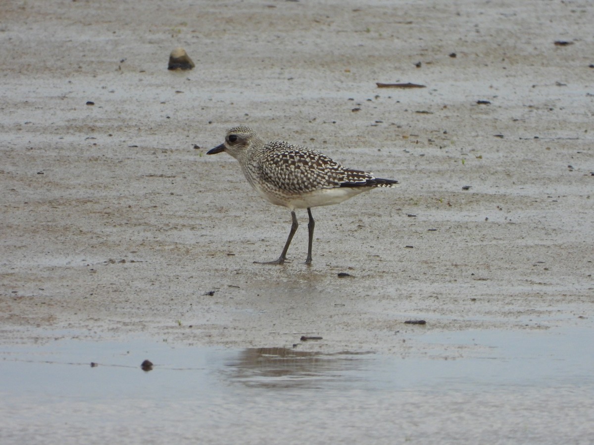 Black-bellied Plover - ML642590144