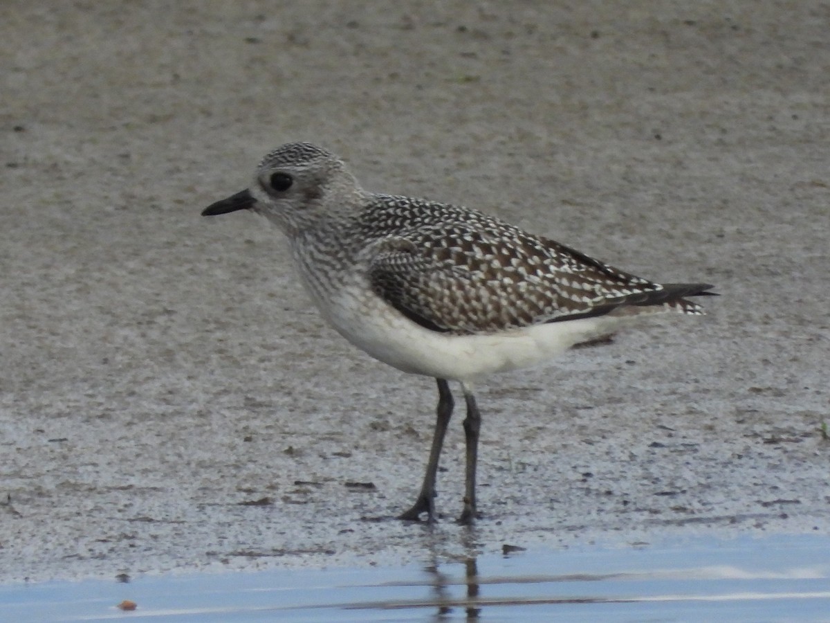 Black-bellied Plover - ML642590156