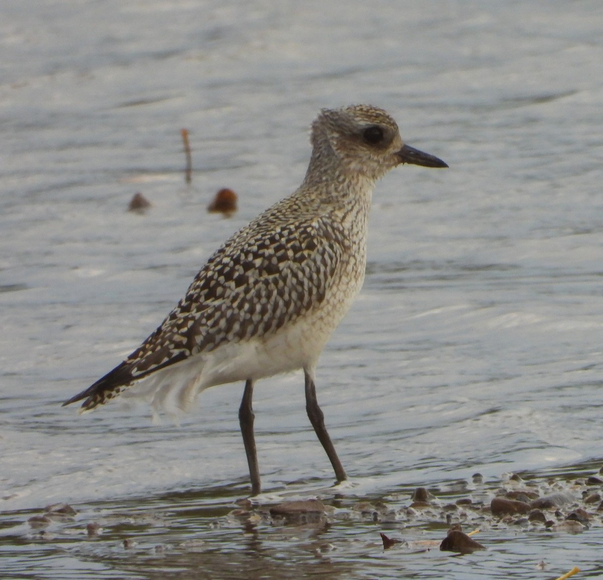 Black-bellied Plover - ML642590163