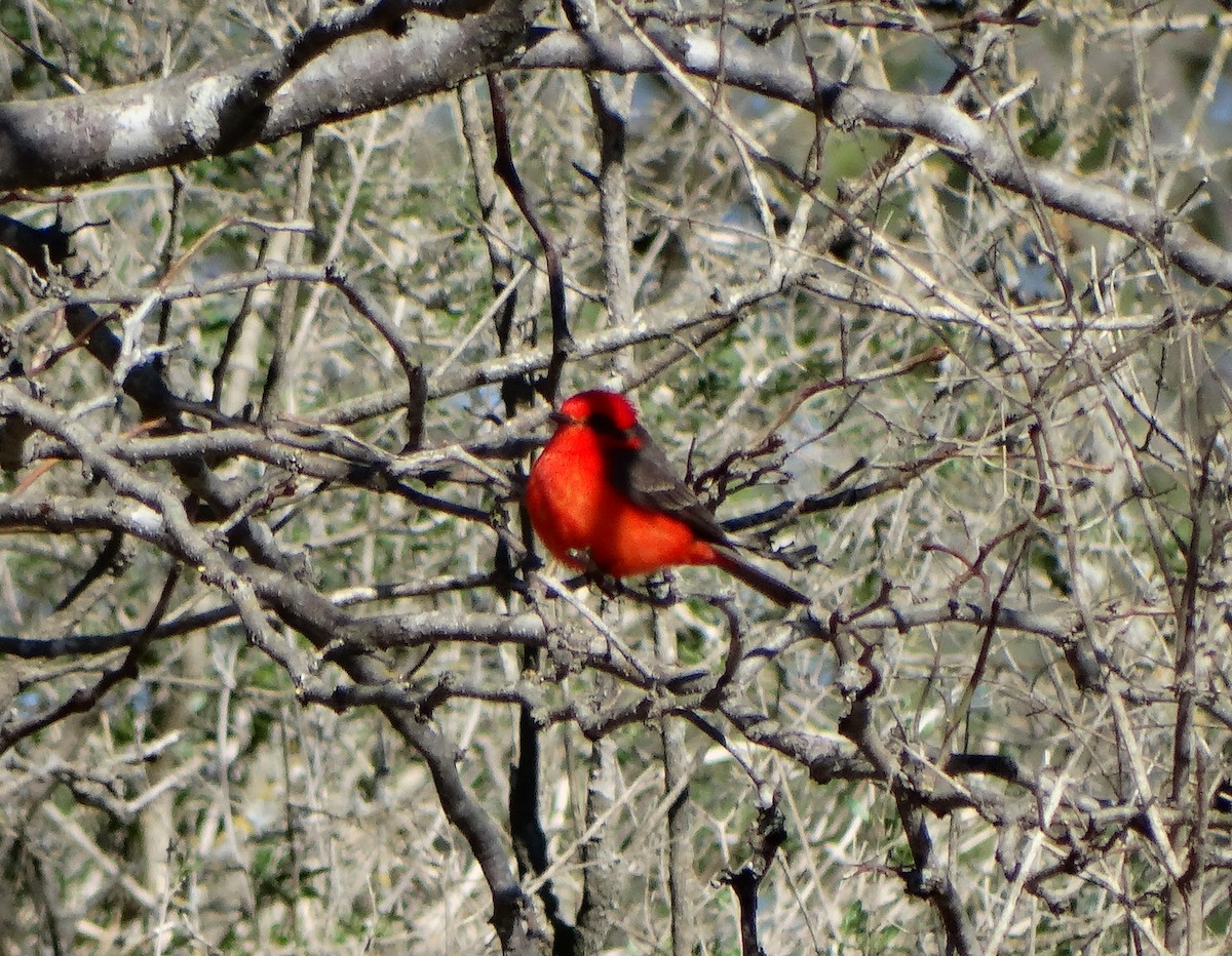 Vermilion Flycatcher - ML642590168
