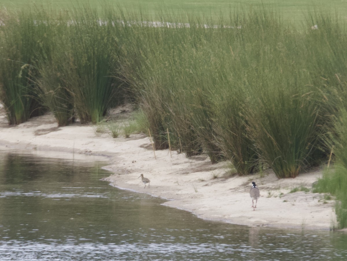 Latham's Snipe - ML642590183