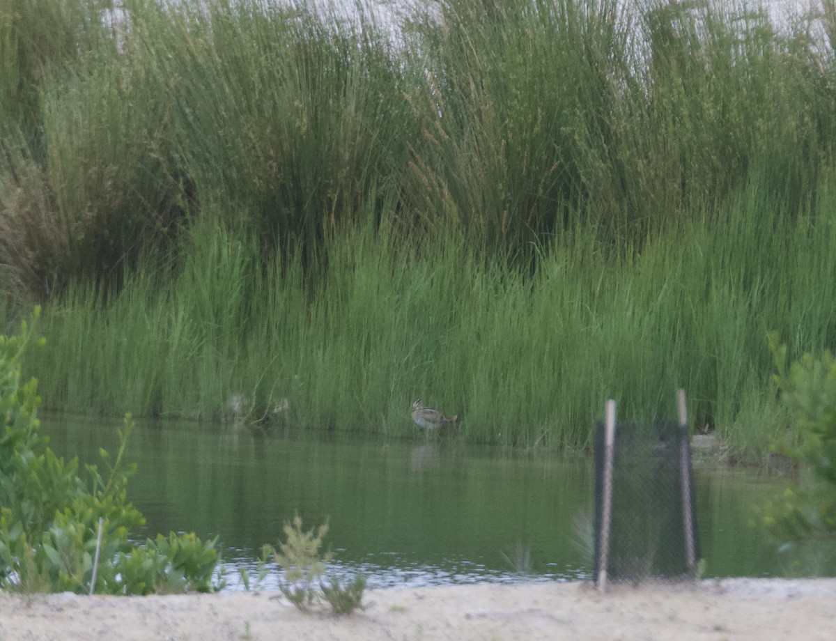 Latham's Snipe - ML642590184