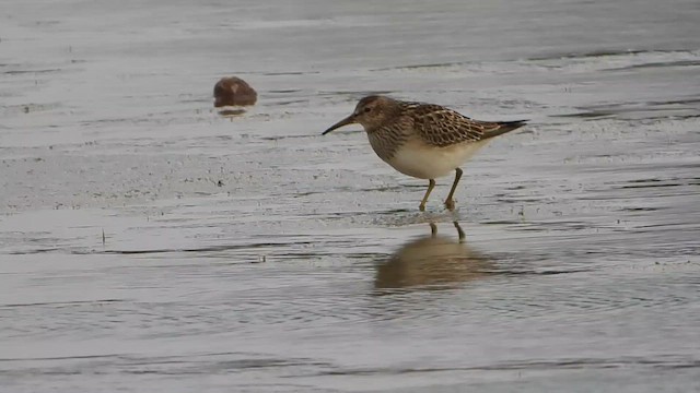 Pectoral Sandpiper - ML642590202
