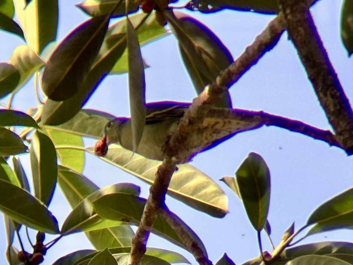 Thick-billed Green-Pigeon - ML642590211