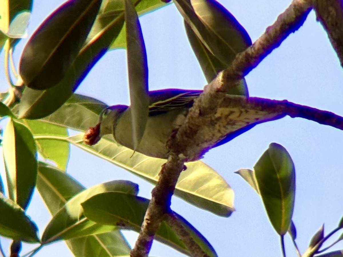 Thick-billed Green-Pigeon - ML642590212
