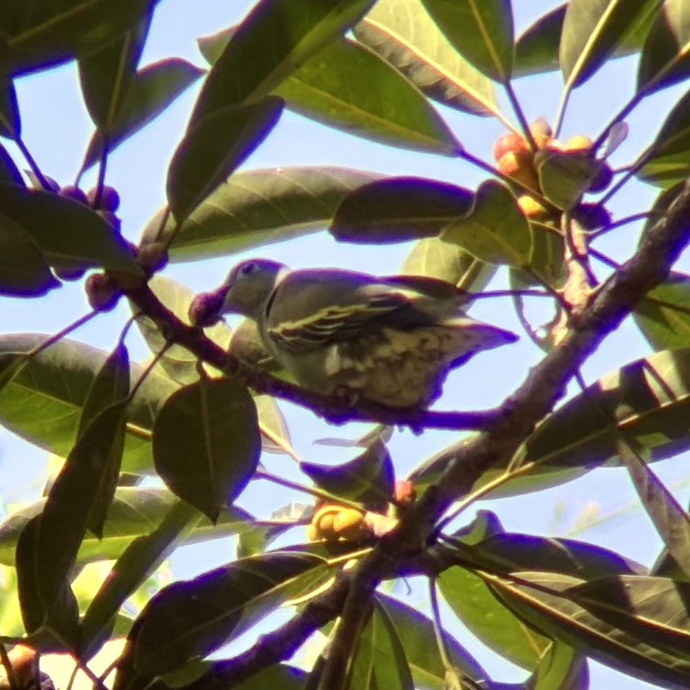 Thick-billed Green-Pigeon - ML642590213