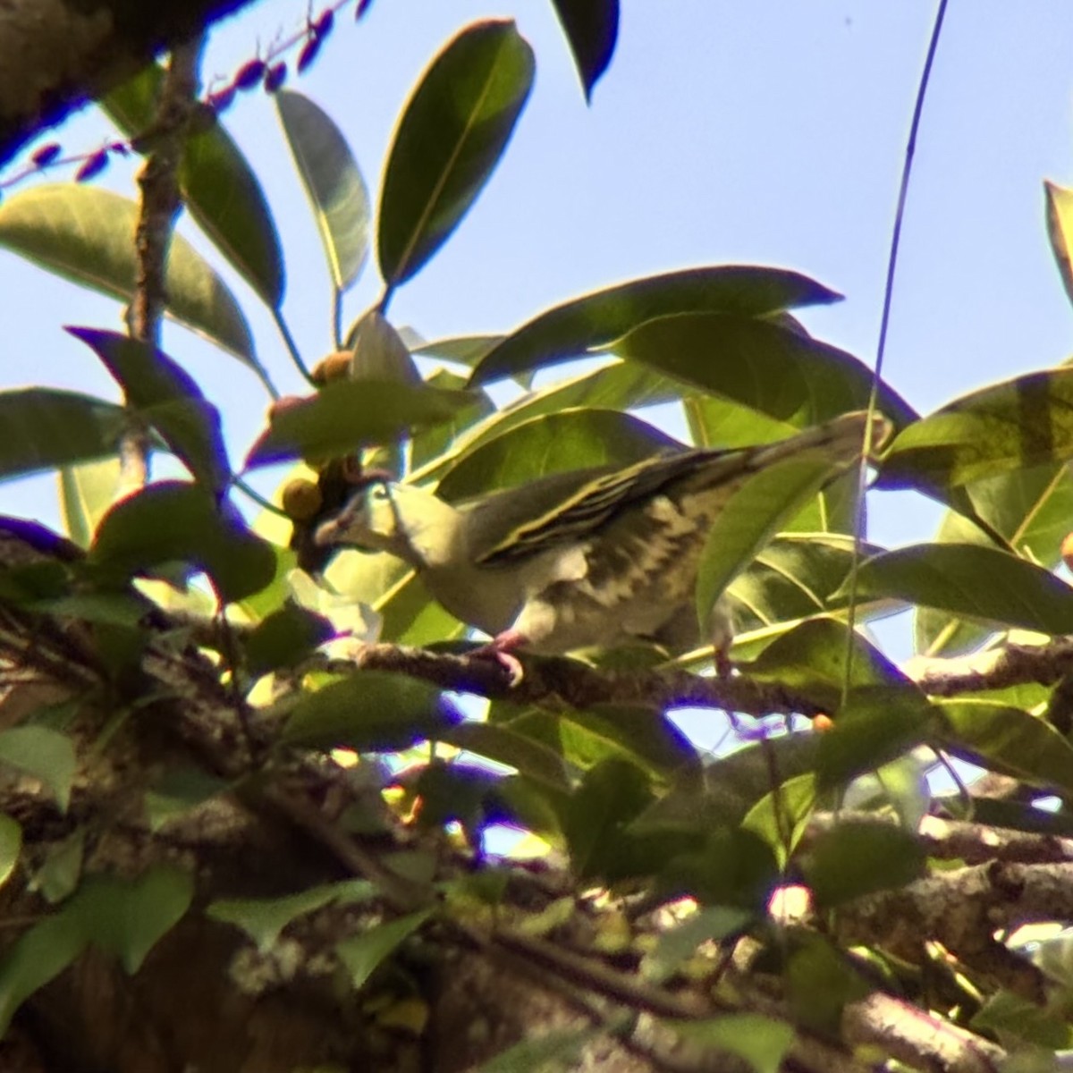 Thick-billed Green-Pigeon - ML642590214