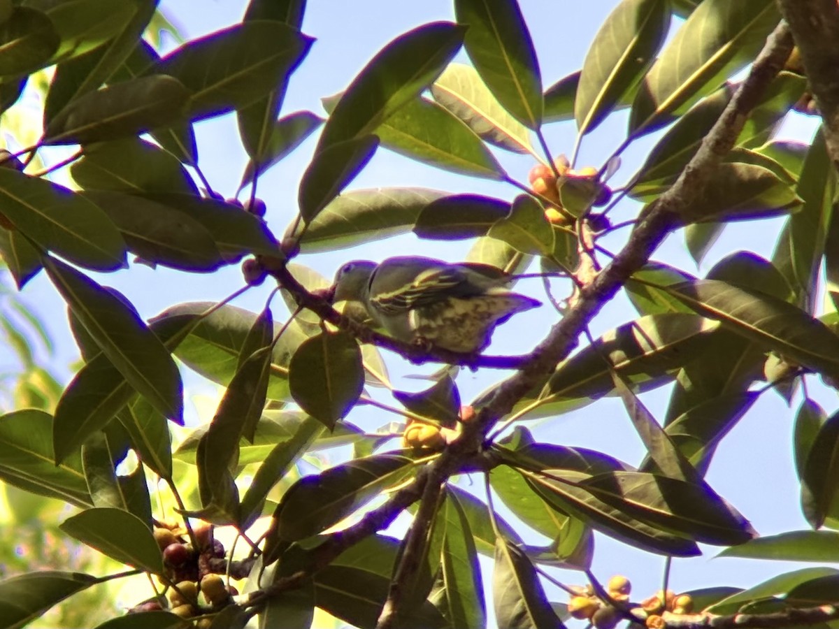 Thick-billed Green-Pigeon - ML642590215