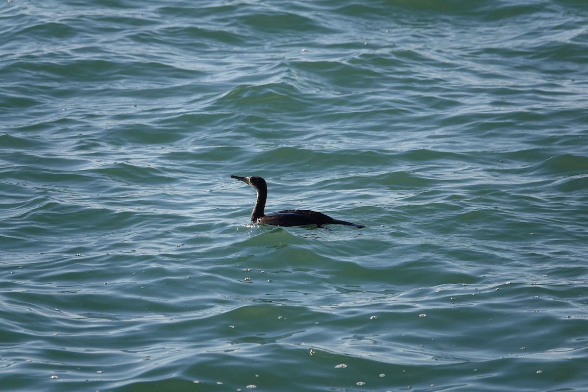 European Shag - ML642590228