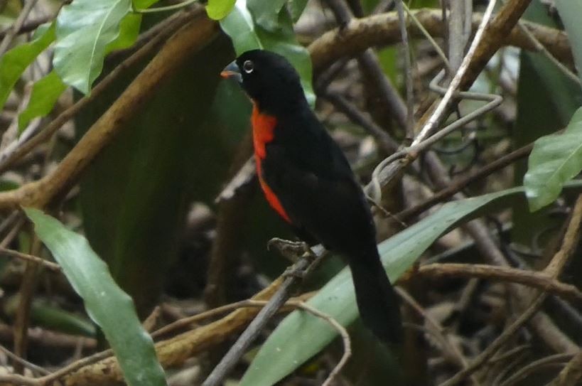 Western Bluebill - ML642590238