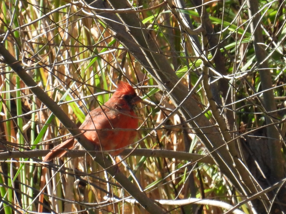 Northern Cardinal - ML642590240