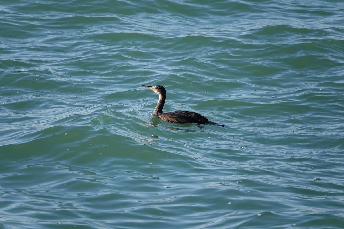 European Shag - ML642590245