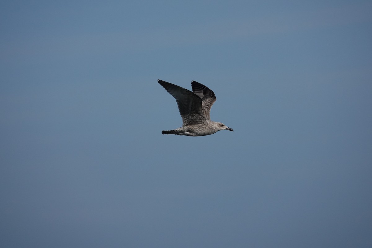European Herring Gull - ML642590257
