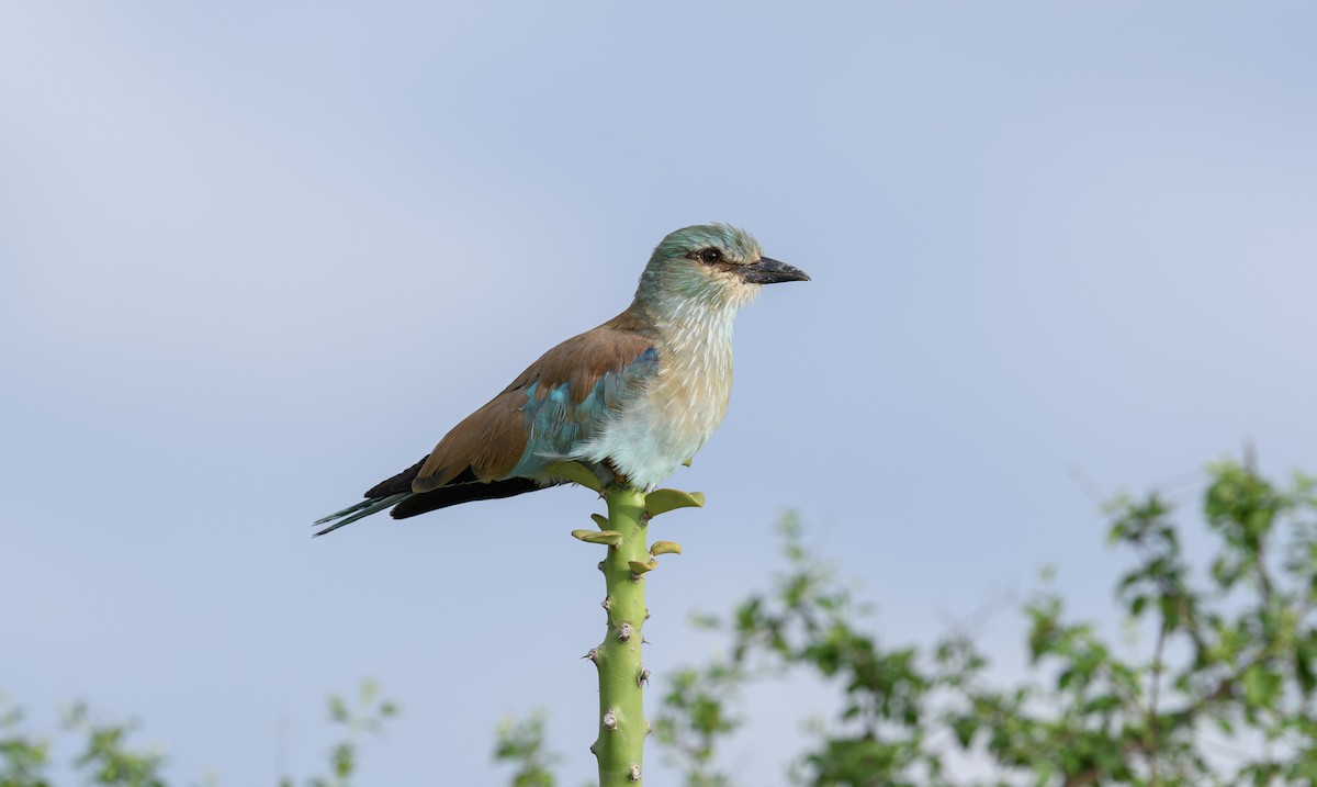Өрнийн зүсэг - ML642590273