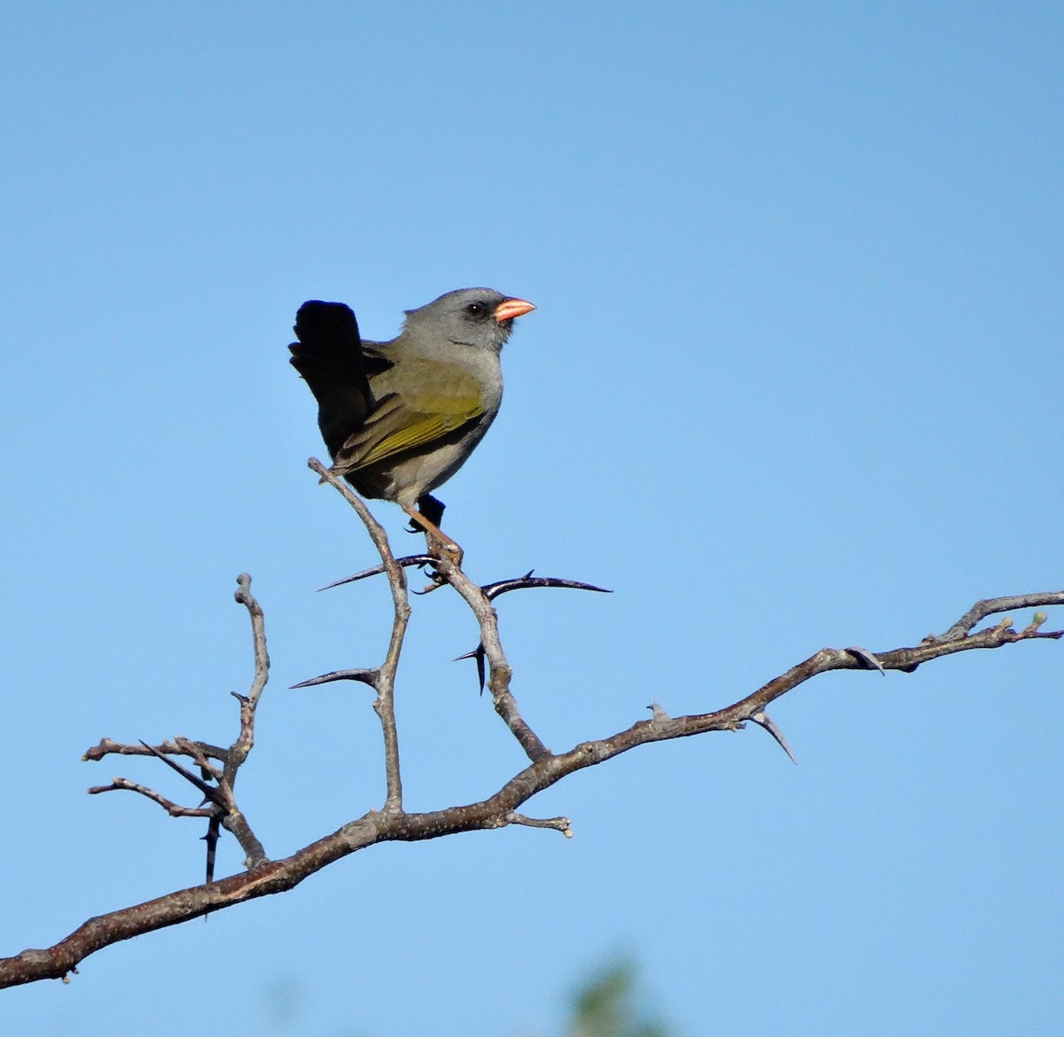 Great Pampa-Finch - ML642590292
