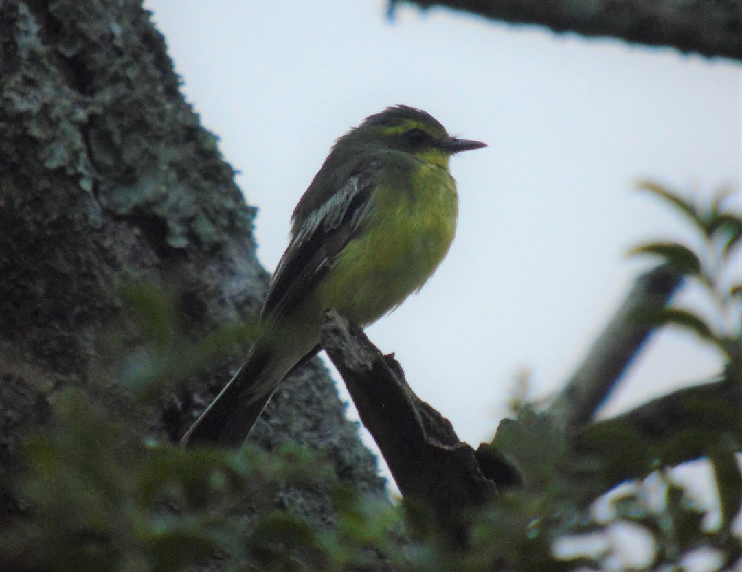 Yellow-browed Tyrant - ML642590307