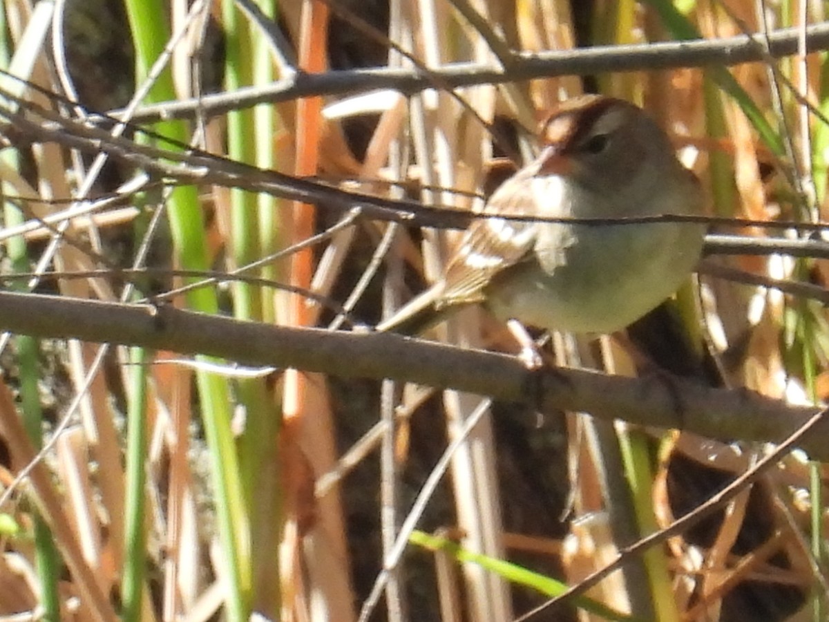 White-crowned Sparrow - ML642590310