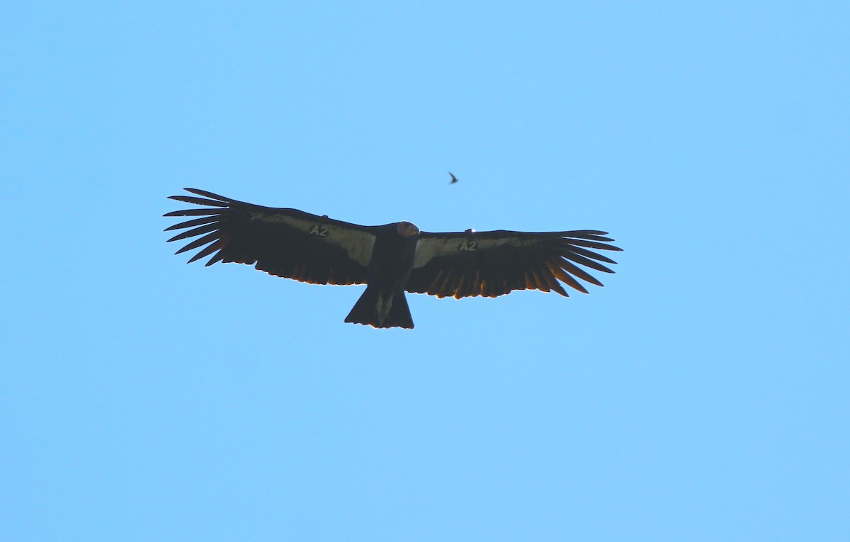 California Condor - ML642590332