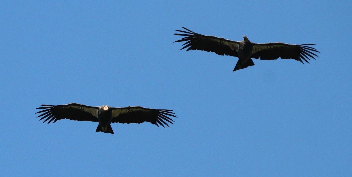 California Condor - ML642590333