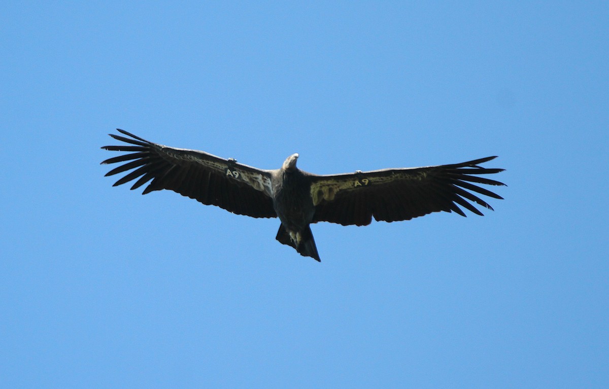 California Condor - ML642590334