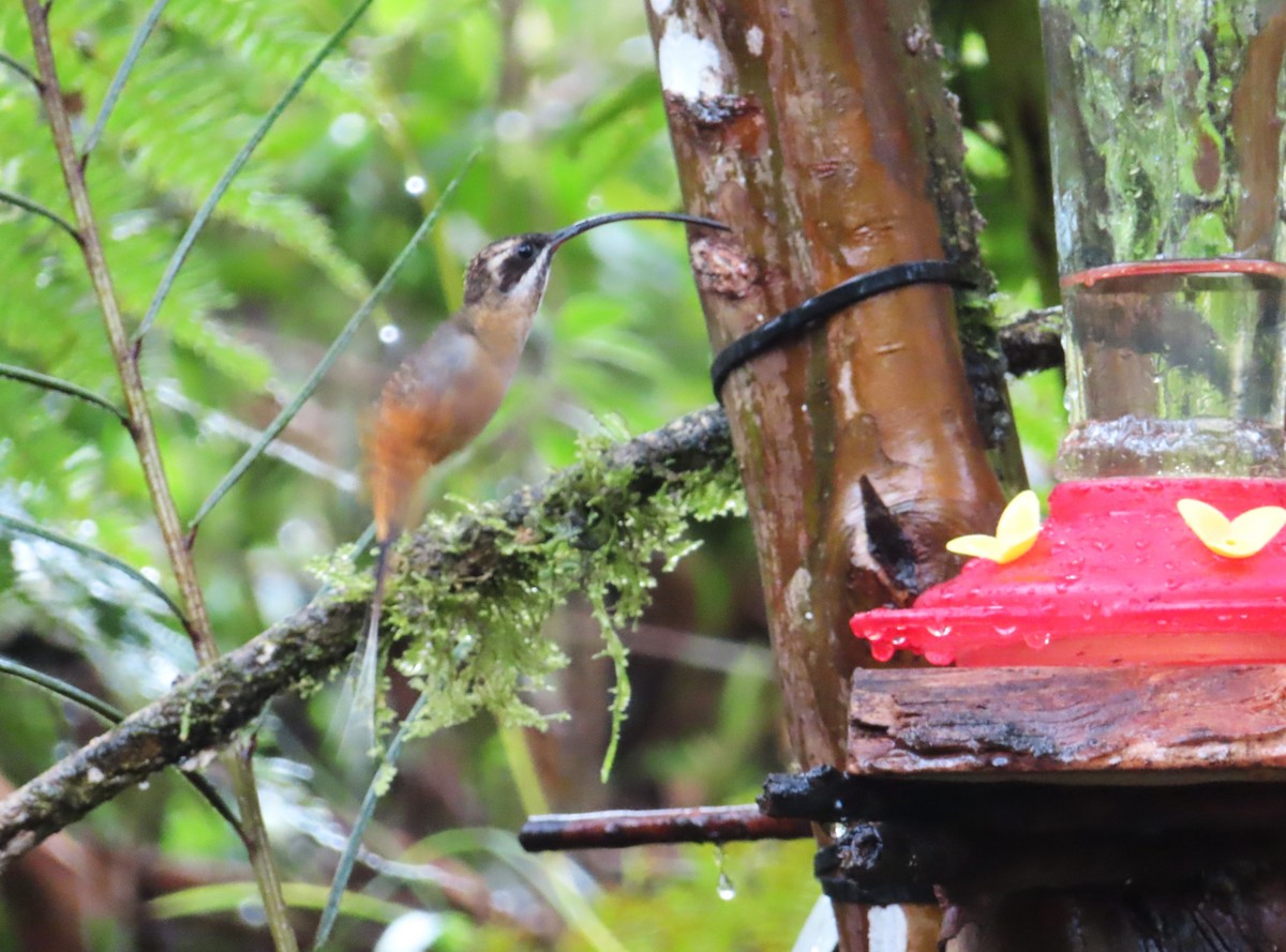 Tawny-bellied Hermit - ML642590385