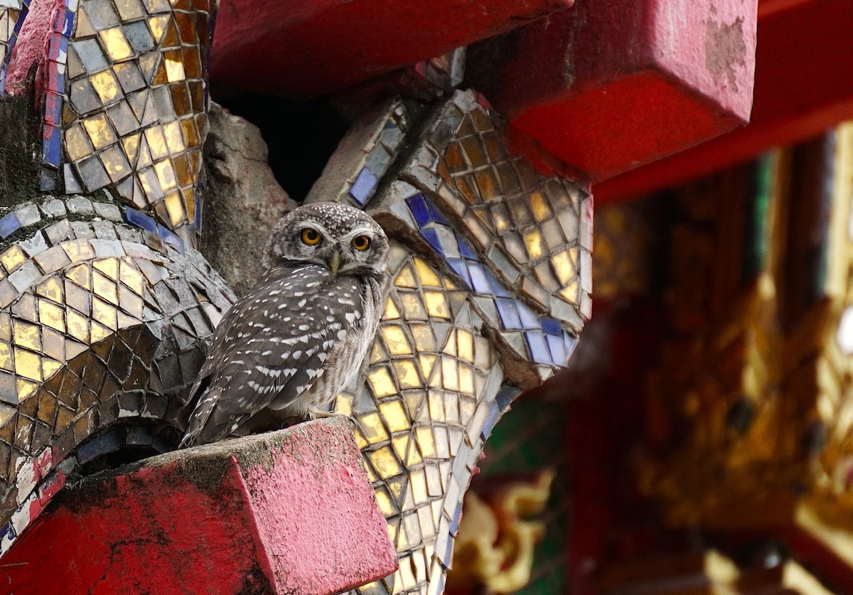 Spotted Owlet - ML642590390