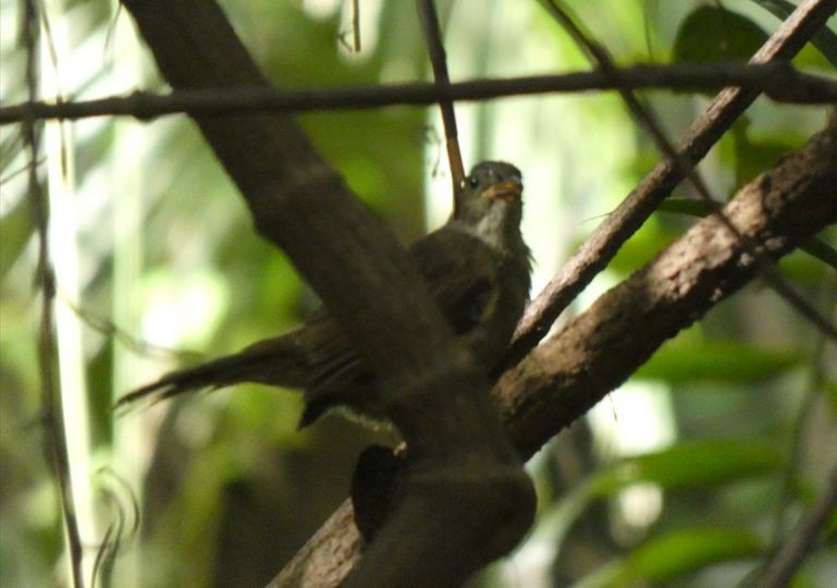 Little Greenbul - ML642590412