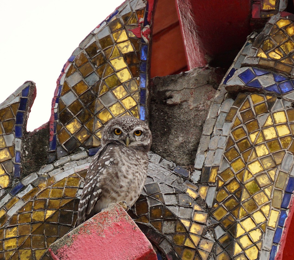 Spotted Owlet - ML642590421