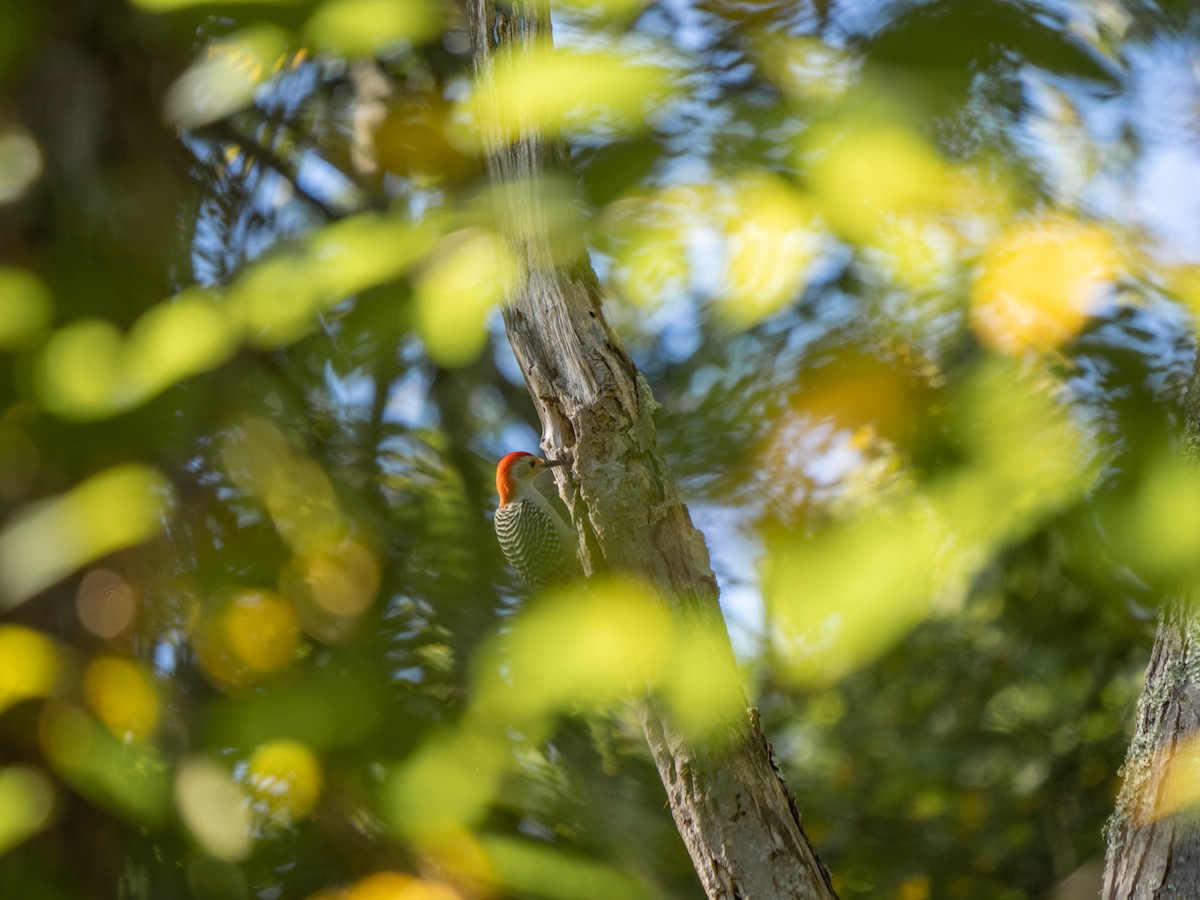 Red-bellied Woodpecker - ML642590431