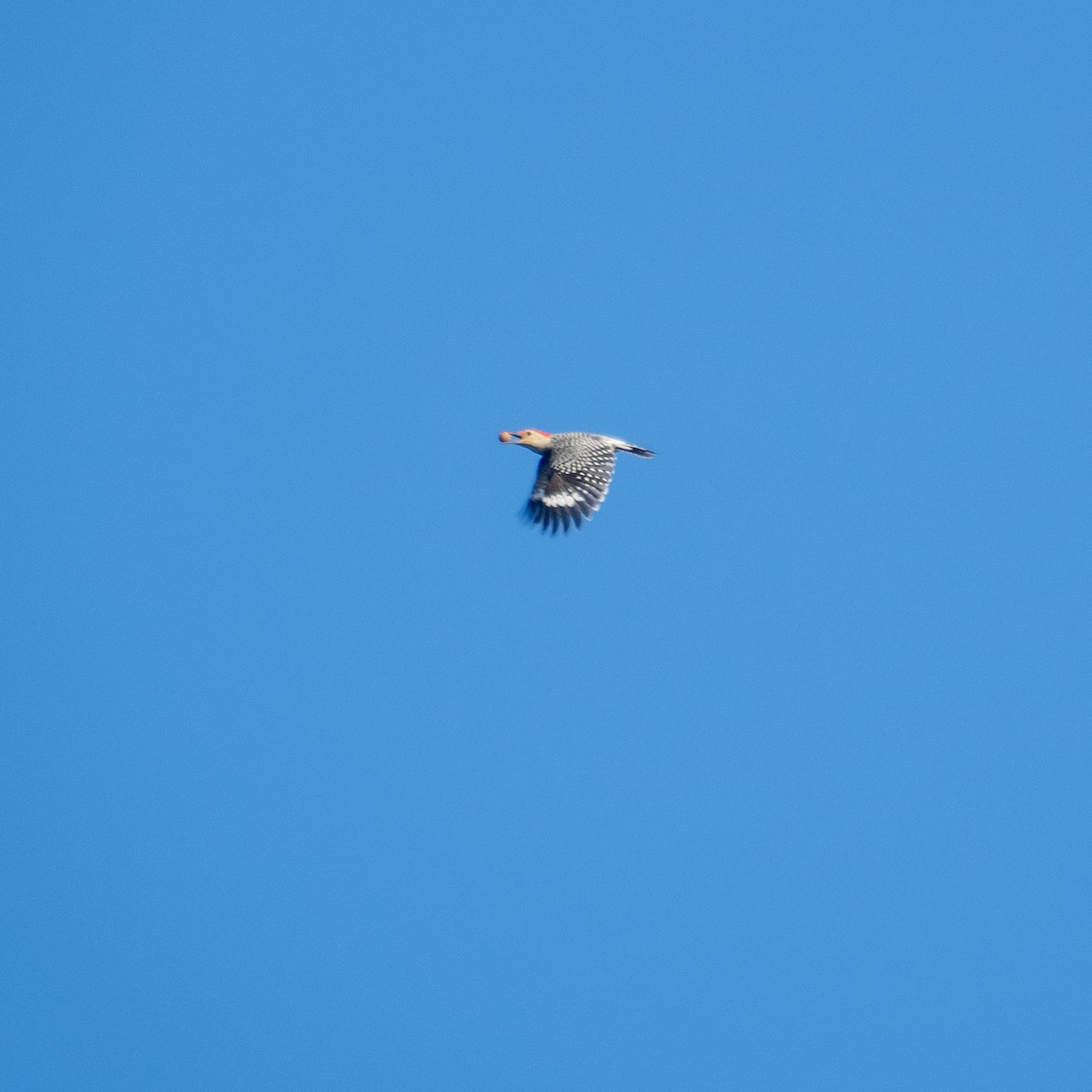 Red-bellied Woodpecker - ML642590432