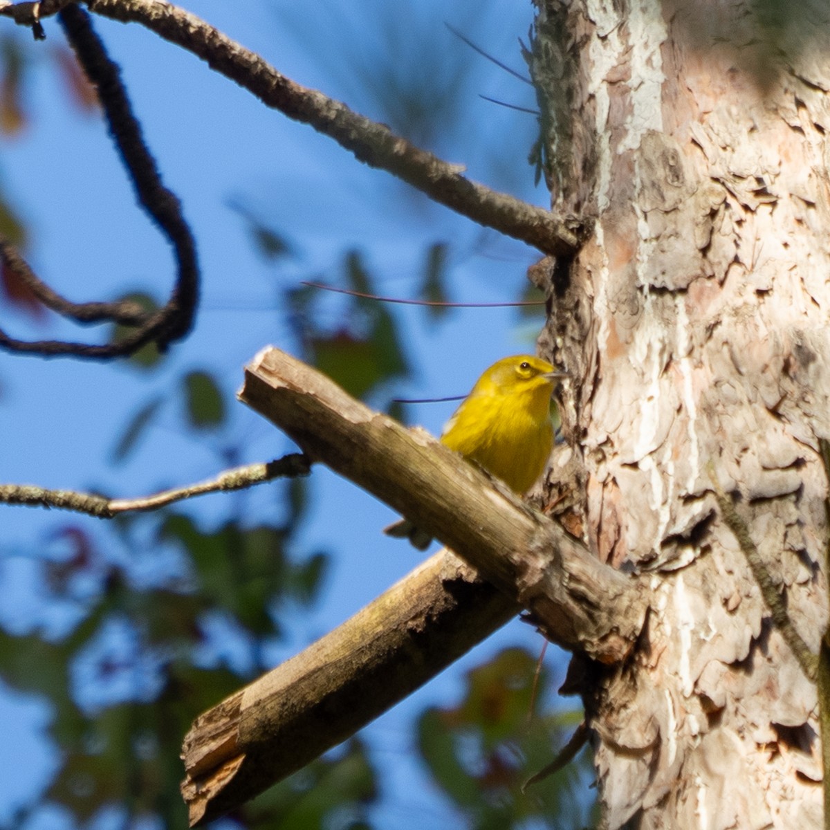Pine Warbler - ML642590439