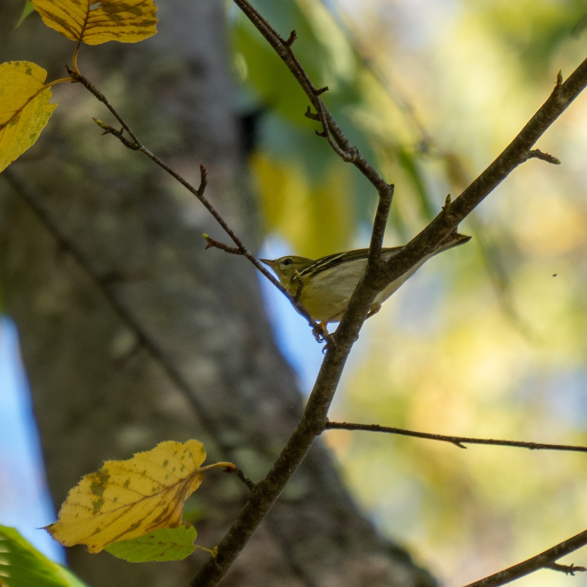 Blackpoll Warbler - ML642590445