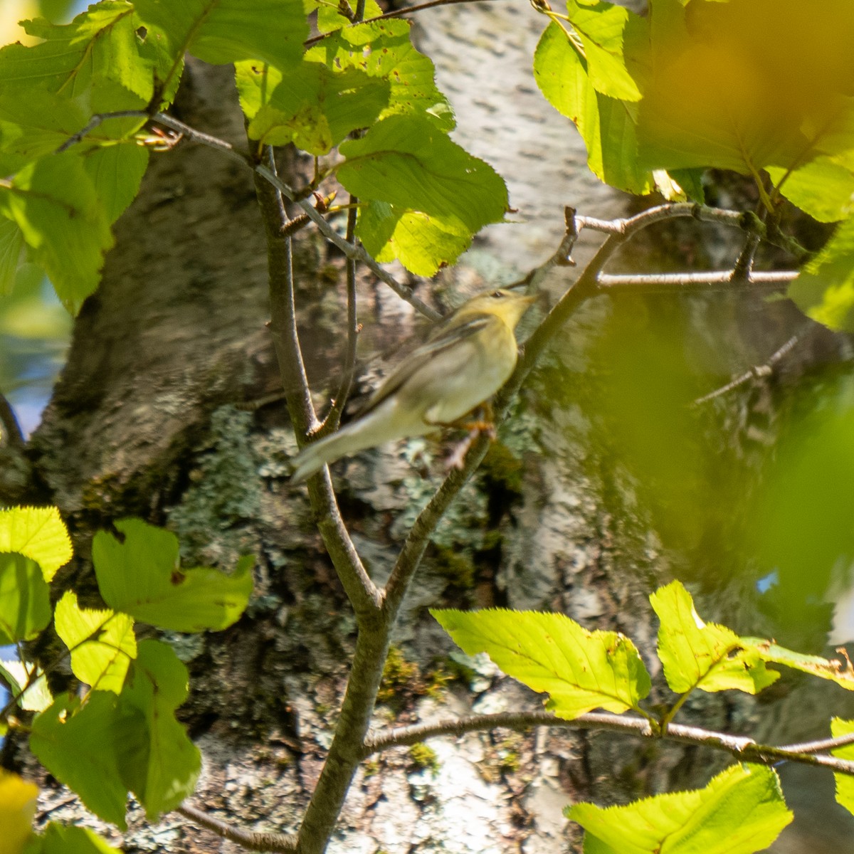 Blackpoll Warbler - ML642590446