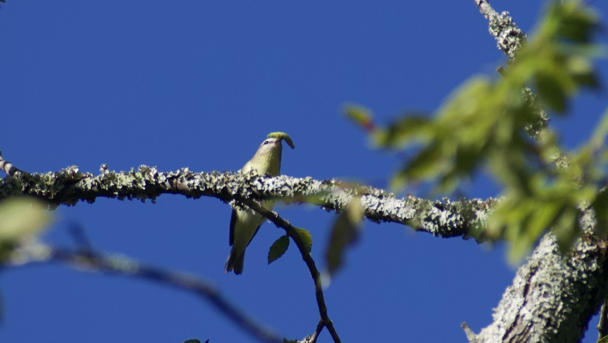 Philadelphia Vireo - ML642590455
