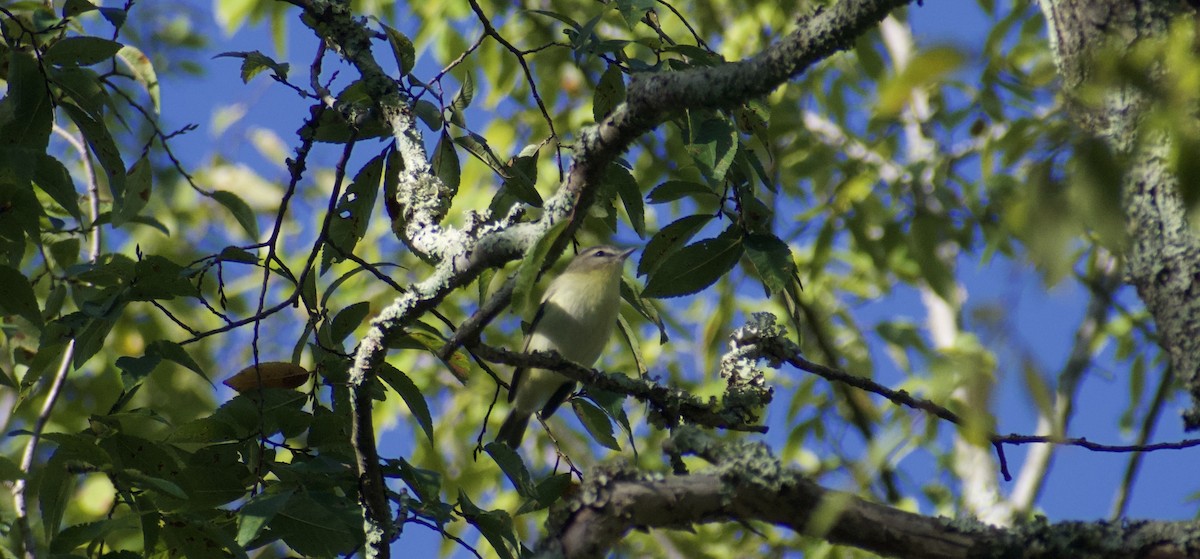 Philadelphia Vireo - ML642590459