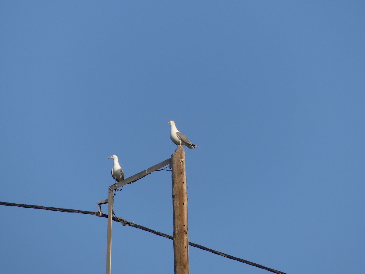 Yellow-legged Gull - ML642590470
