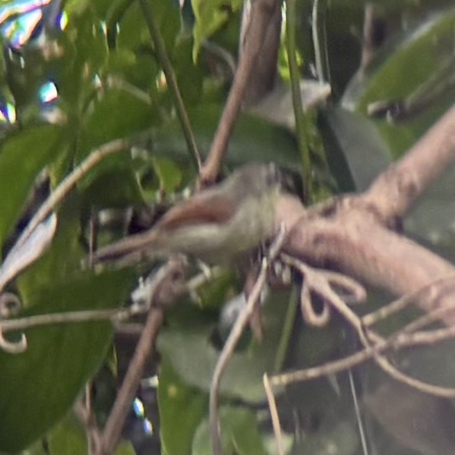 Pin-striped Tit-Babbler - ML642590479
