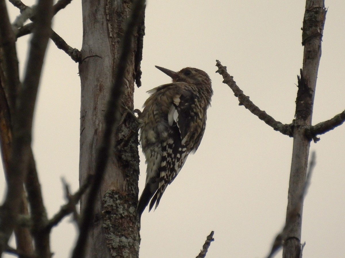 Yellow-bellied Sapsucker - ML642590495