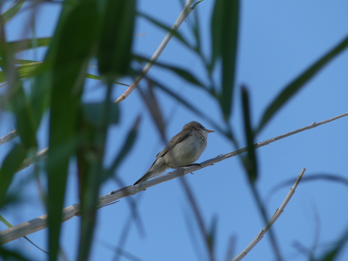 Eastern Olivaceous Warbler - ML642590496