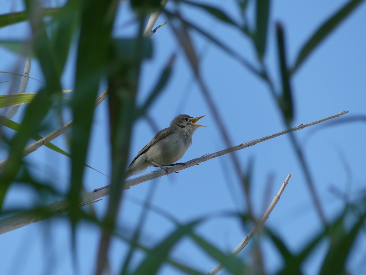 Eastern Olivaceous Warbler - ML642590497