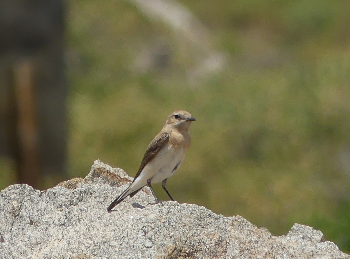 Eastern Black-eared Wheatear - ML642590526
