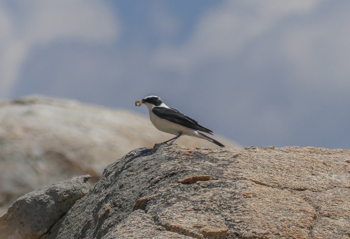 Eastern Black-eared Wheatear - ML642590527